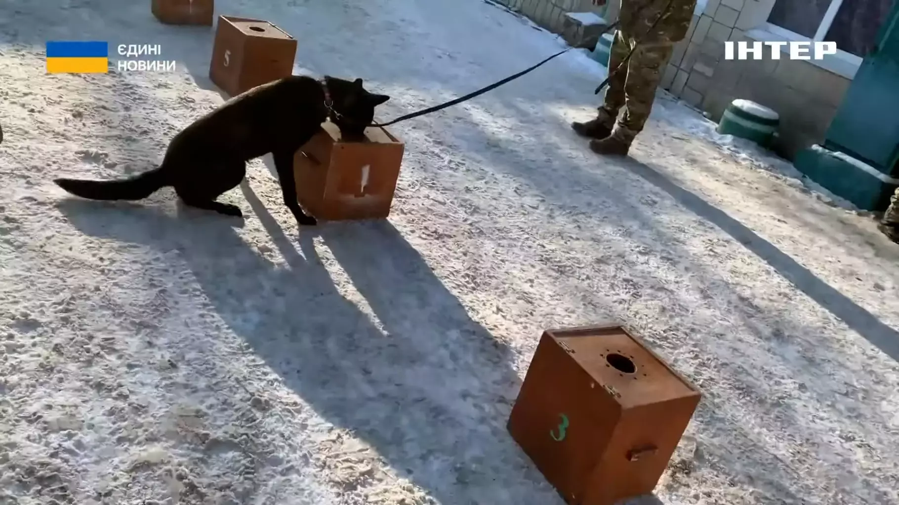 Службовий собака на повідку обнюхує коробки під час тренування з кінологом у зимових умовах