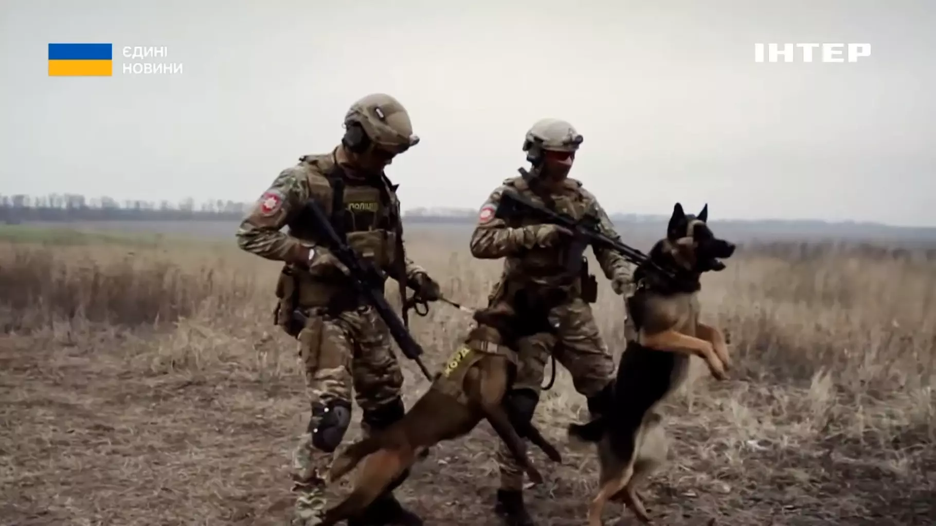 Кінологи Національної поліції України тренують службових собак у польових умовах для безпеки громадян